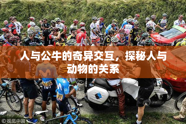 人与公牛的奇异交互，探秘人与动物的关系