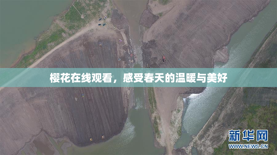 樱花在线观看，感受春天的温暖与美好