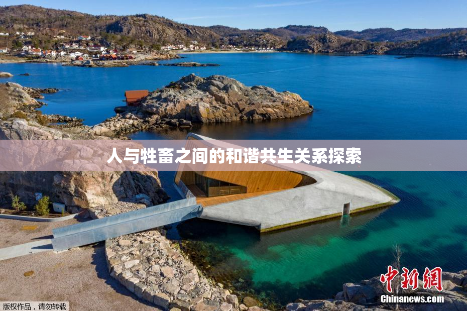 人与牲畜之间的和谐共生关系探索