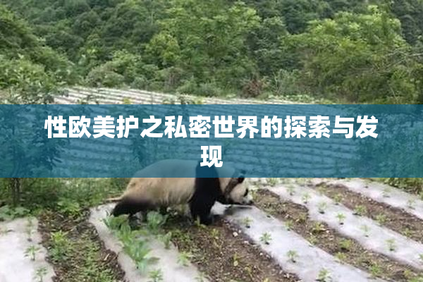 性欧美护之私密世界的探索与发现