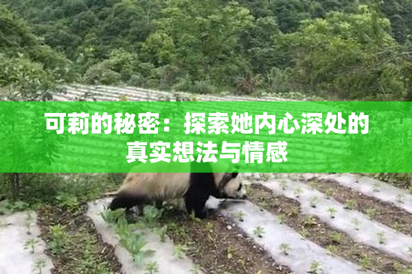 可莉的秘密：探索她内心深处的真实想法与情感