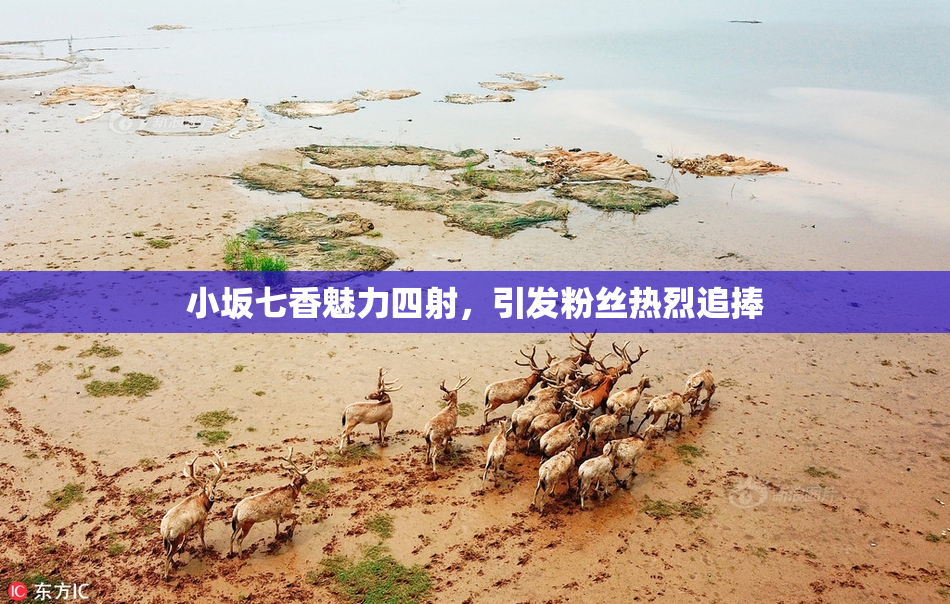 小坂七香魅力四射，引发粉丝热烈追捧