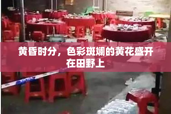 黄昏时分，色彩斑斓的黄花盛开在田野上