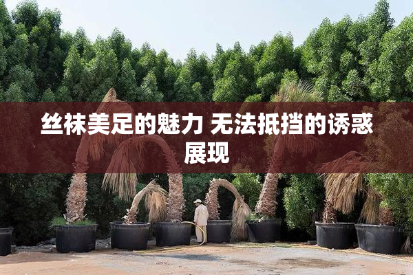 丝袜美足的魅力 无法抵挡的诱惑展现