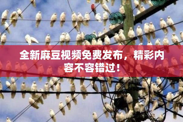全新麻豆视频免费发布，精彩内容不容错过！