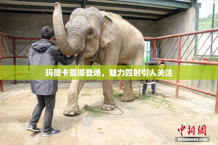 玛薇卡震撼登场，魅力四射引人关注