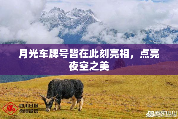 月光车牌号皆在此刻亮相，点亮夜空之美