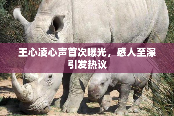 王心凌心声首次曝光，感人至深引发热议