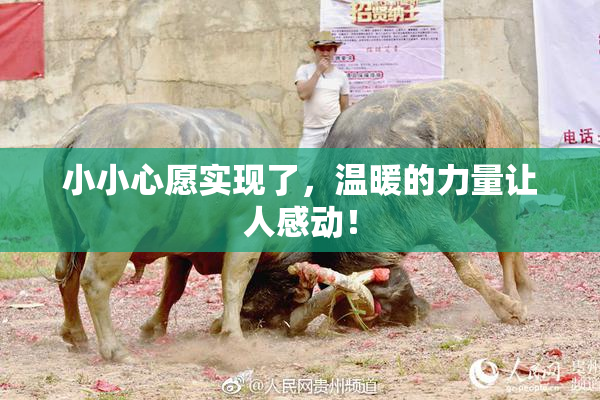小小心愿实现了，温暖的力量让人感动！