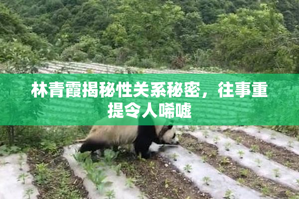 林青霞揭秘性关系秘密，往事重提令人唏嘘