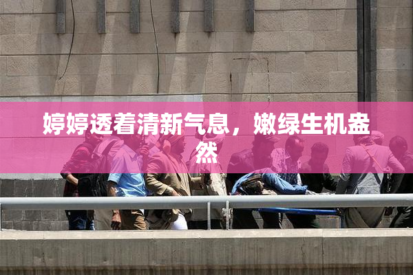 婷婷透着清新气息，嫩绿生机盎然