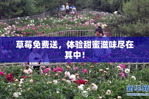 草莓免费送，体验甜蜜滋味尽在其中！