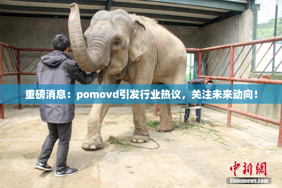 重磅消息：pomovd引发行业热议，关注未来动向！