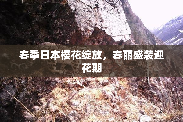 春季日本樱花绽放，春丽盛装迎花期
