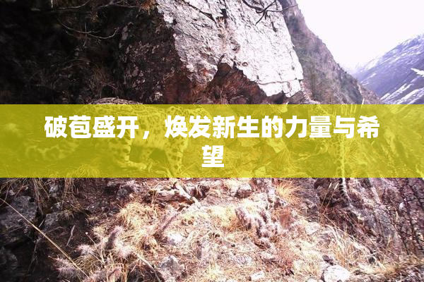 破苞盛开，焕发新生的力量与希望