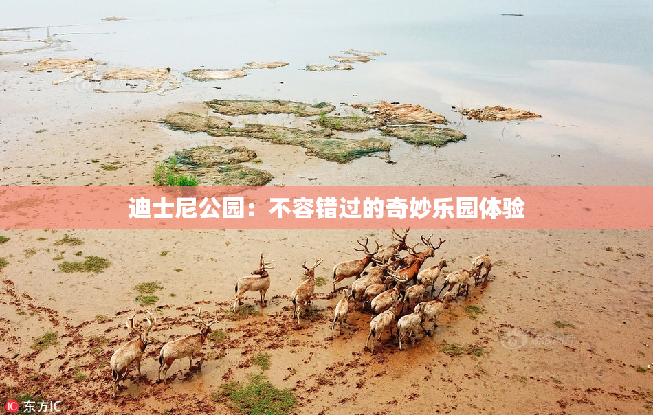 迪士尼公园：不容错过的奇妙乐园体验