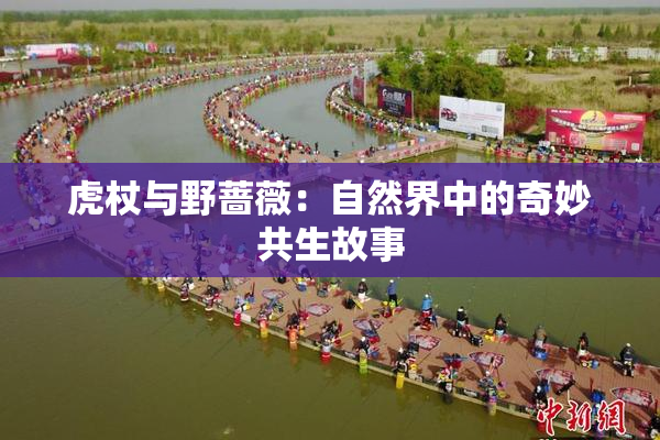 虎杖与野蔷薇：自然界中的奇妙共生故事