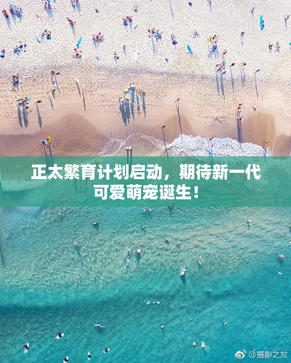 正太繁育计划启动，期待新一代可爱萌宠诞生！