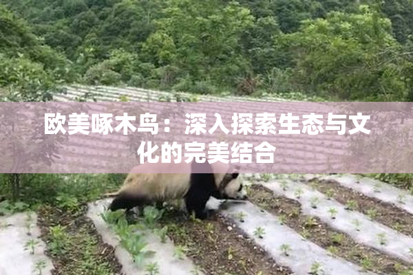 欧美啄木鸟：深入探索生态与文化的完美结合