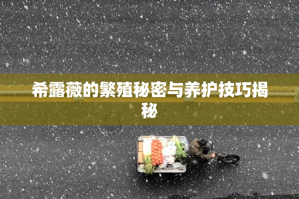 希露薇的繁殖秘密与养护技巧揭秘