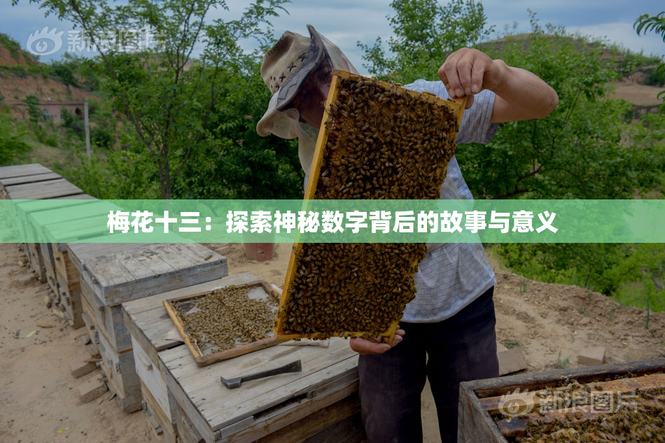梅花十三：探索神秘数字背后的故事与意义