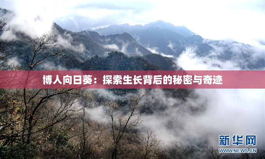 博人向日葵：探索生长背后的秘密与奇迹