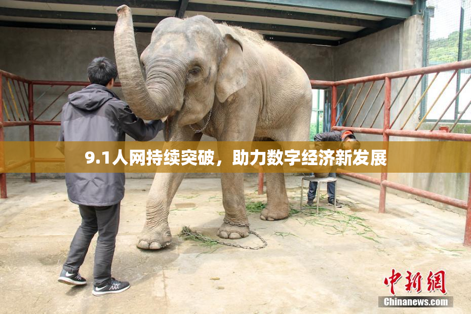 9.1人网持续突破，助力数字经济新发展