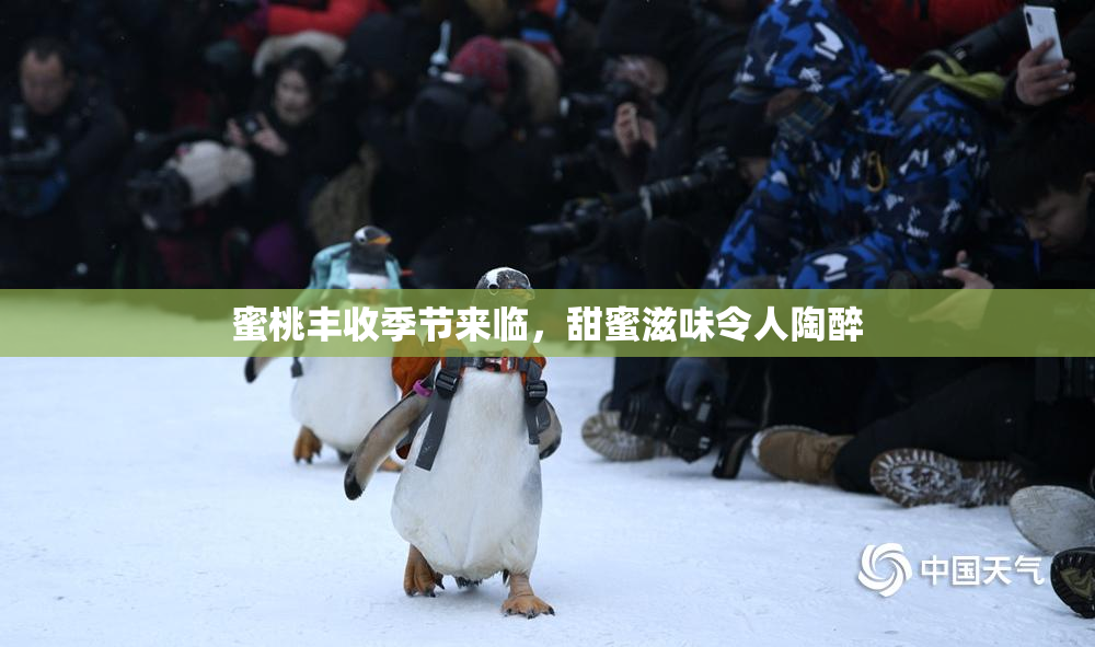 蜜桃丰收季节来临，甜蜜滋味令人陶醉