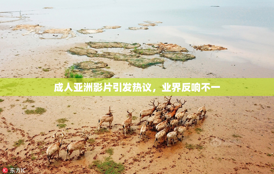 成人亚洲影片引发热议，业界反响不一