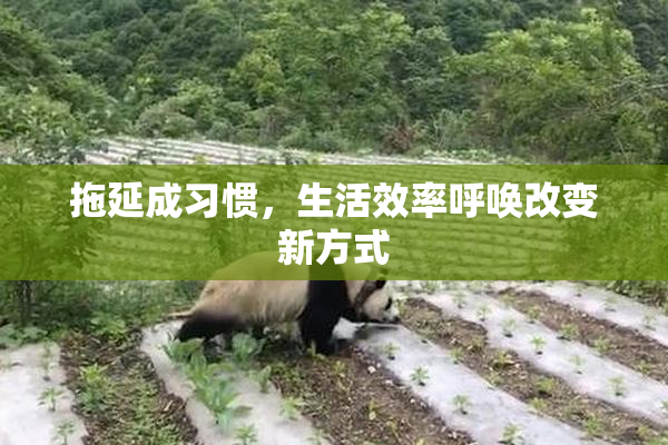 拖延成习惯，生活效率呼唤改变新方式