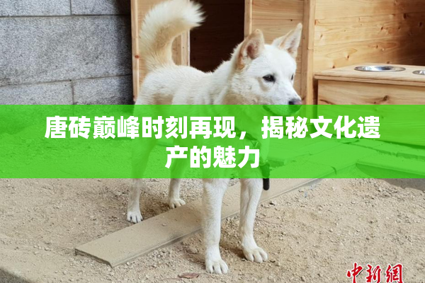 唐砖巅峰时刻再现，揭秘文化遗产的魅力