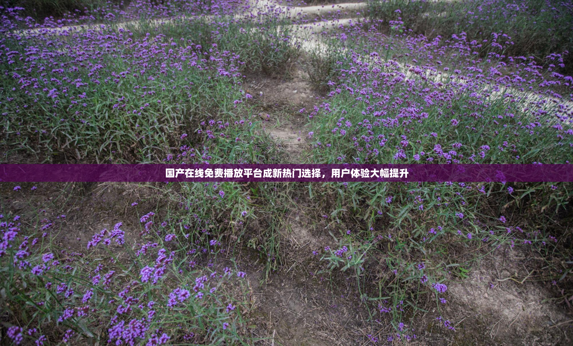 国产在线免费播放平台成新热门选择，用户体验大幅提升