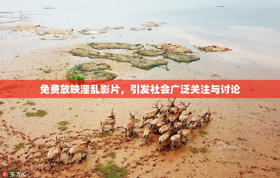 免费放映淫乱影片，引发社会广泛关注与讨论