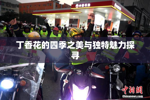 丁香花的四季之美与独特魅力探寻
