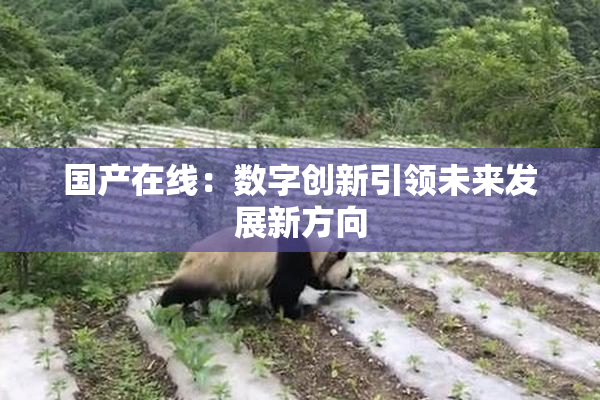 国产在线：数字创新引领未来发展新方向