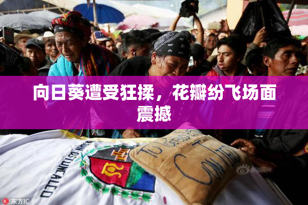 向日葵遭受狂揉，花瓣纷飞场面震撼