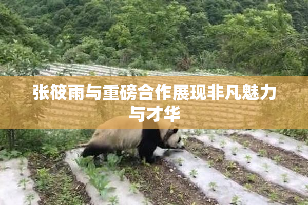 张筱雨与重磅合作展现非凡魅力与才华