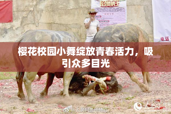 樱花校园小舞绽放青春活力，吸引众多目光