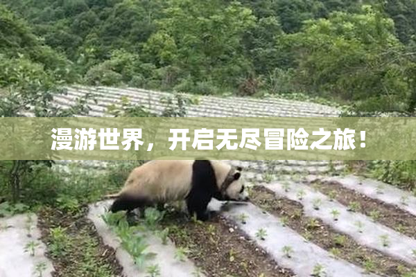 漫游世界，开启无尽冒险之旅！