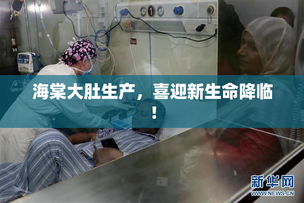 海棠大肚生产，喜迎新生命降临！