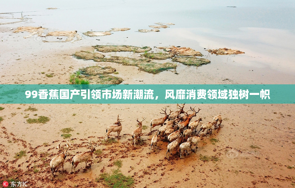 99香蕉国产引领市场新潮流，风靡消费领域独树一帜