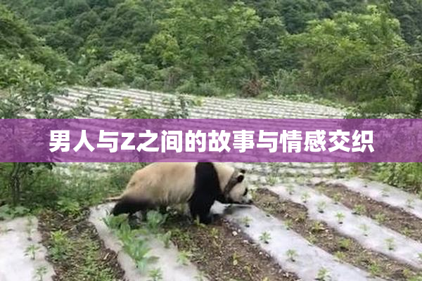 男人与Z之间的故事与情感交织