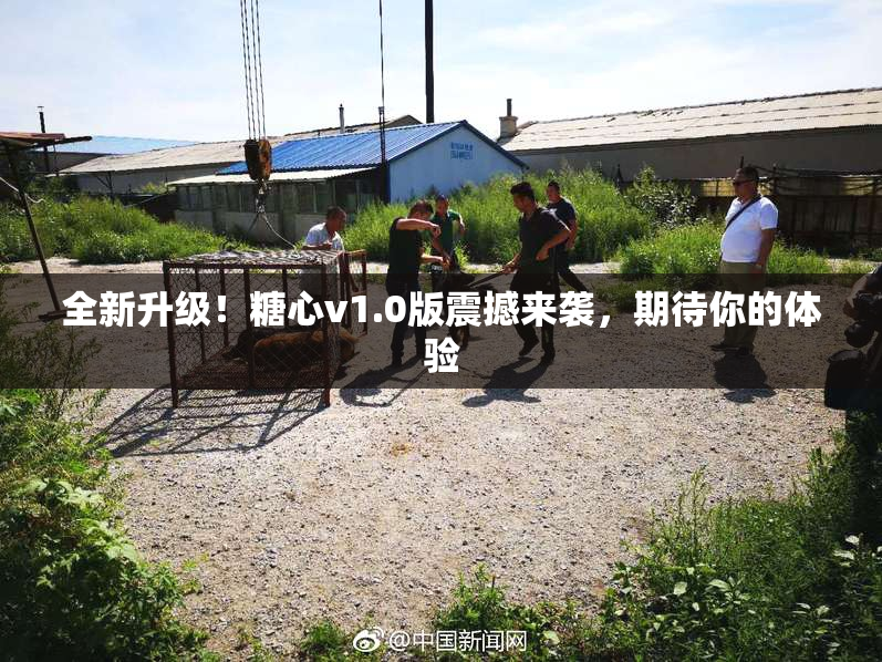全新升级！糖心v1.0版震撼来袭，期待你的体验