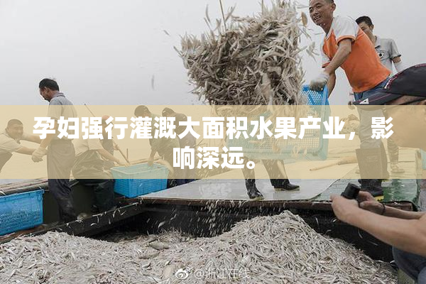 孕妇强行灌溉大面积水果产业，影响深远。