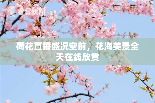荷花直播盛况空前，花海美景全天在线欣赏