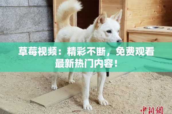 草莓视频：精彩不断，免费观看最新热门内容！