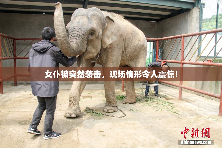 女仆被突然袭击，现场情形令人震惊！