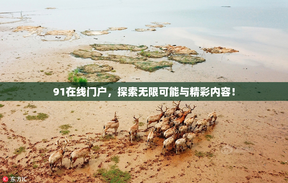 91在线门户，探索无限可能与精彩内容！