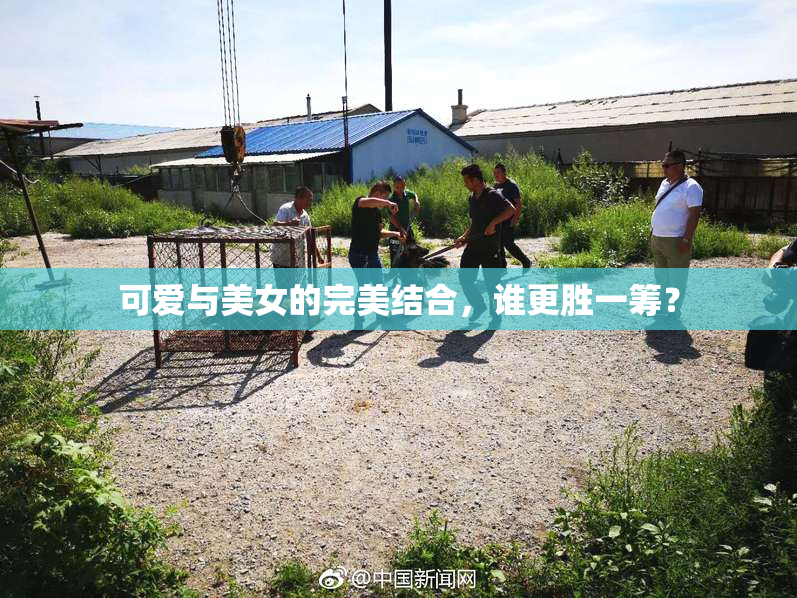 可爱与美女的完美结合，谁更胜一筹？