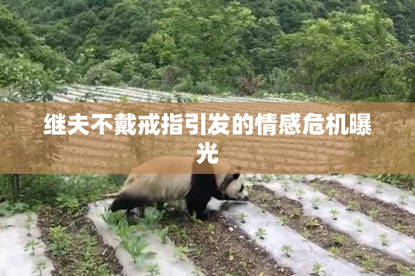 继夫不戴戒指引发的情感危机曝光